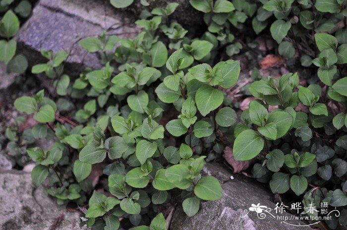 袋果草Peracarpa carnosa 袋果草Peracarpa carnosa