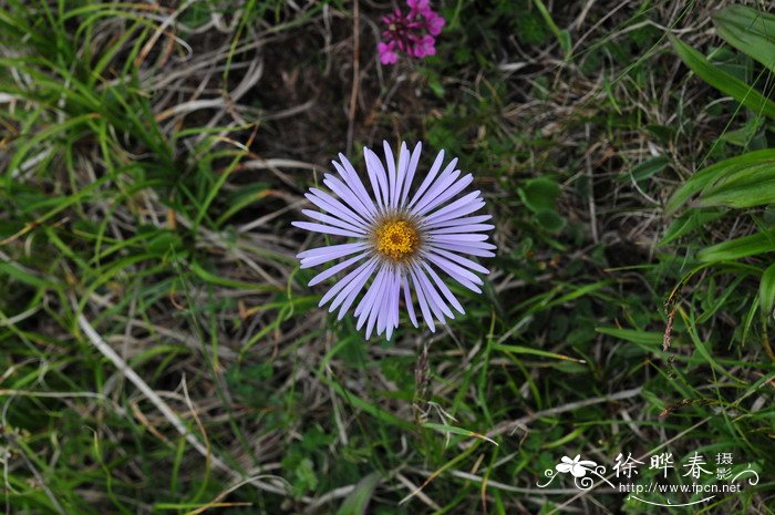萎软紫菀Aster flaccidus 萎软紫菀Aster flaccidus