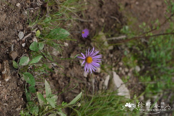 萎软紫菀Aster flaccidus