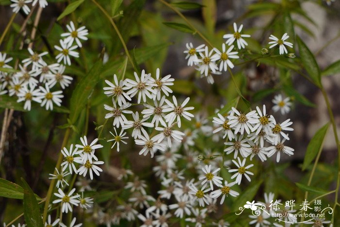 三脉紫菀Aster trinervius subsp. ageratoides 三脉紫菀Aster trinervius subsp. ageratoides