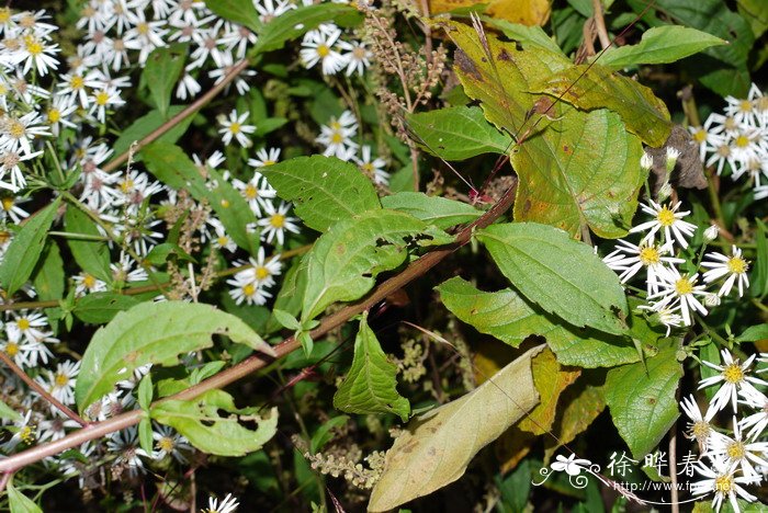 三脉紫菀Aster trinervius subsp. ageratoides 三脉紫菀Aster trinervius subsp. ageratoides