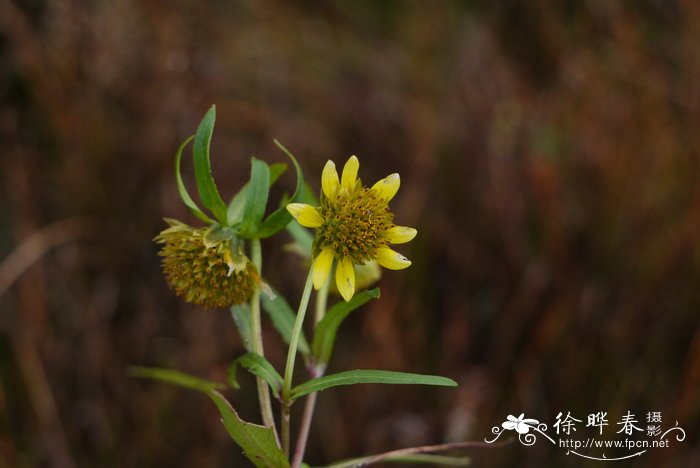 柳叶鬼针草Bidens cernua 柳叶鬼针草Bidens cernua