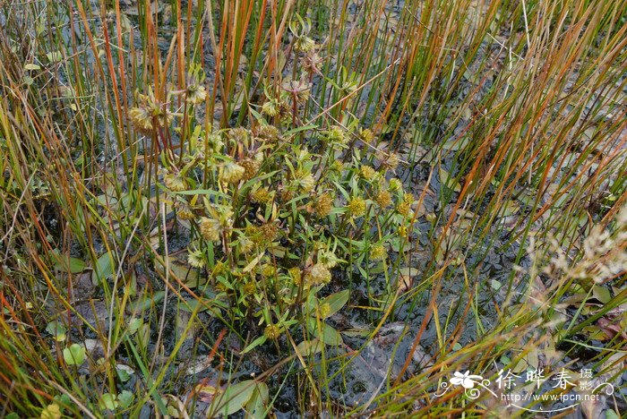 柳叶鬼针草Bidens cernua 柳叶鬼针草Bidens cernua
