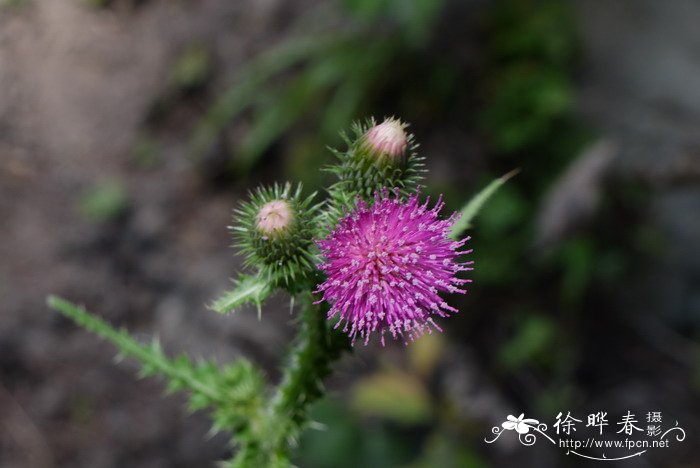 丝毛飞廉Carduus crispus 丝毛飞廉Carduus crispus