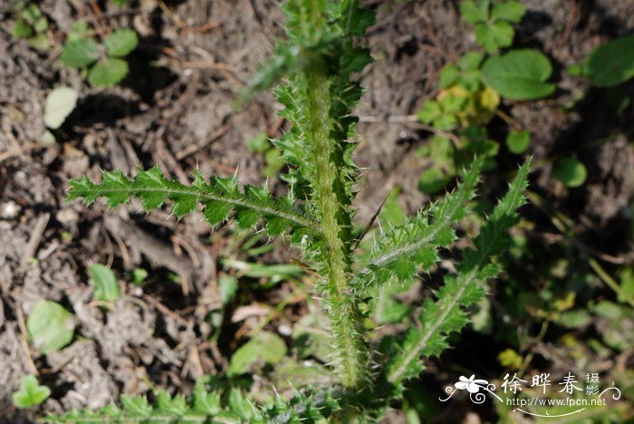 丝毛飞廉Carduus crispus