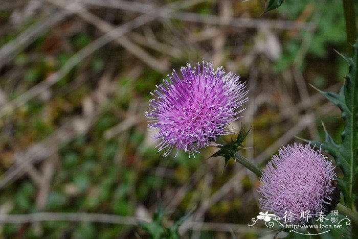 蓟Cirsium japonicum 蓟Cirsium japonicum