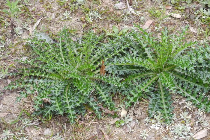 蓟Cirsium japonicum 蓟Cirsium japonicum