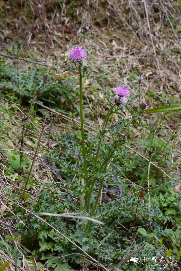 蓟Cirsium japonicum 蓟Cirsium japonicum