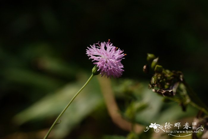 小一点红Emilia prenanthoidea 小一点红Emilia prenanthoidea