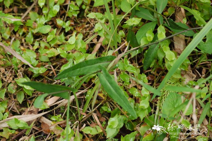 小一点红Emilia prenanthoidea 小一点红Emilia prenanthoidea