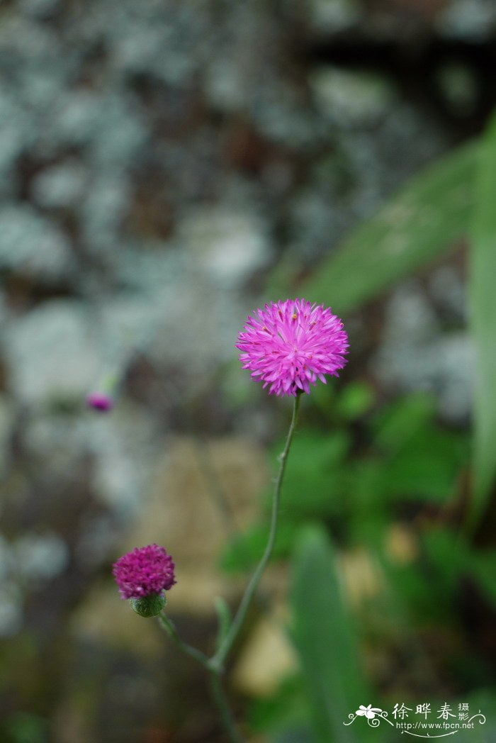 小一点红Emilia prenanthoidea 小一点红Emilia prenanthoidea