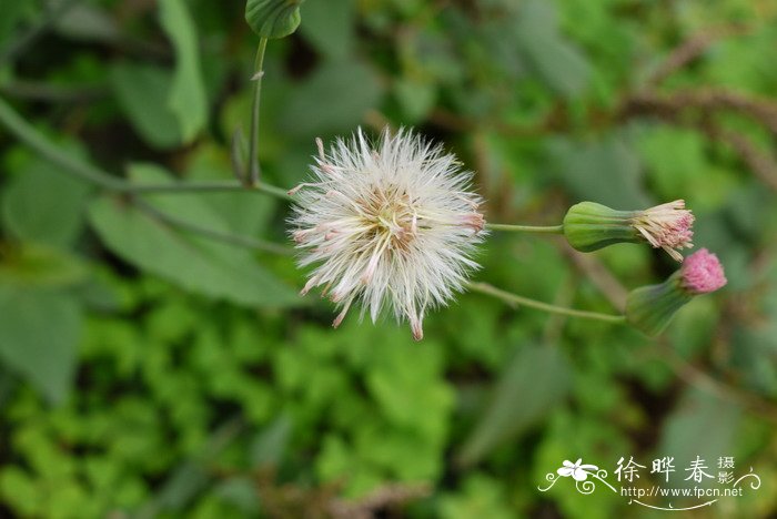 一点红Emilia sonchifolia 一点红Emilia sonchifolia