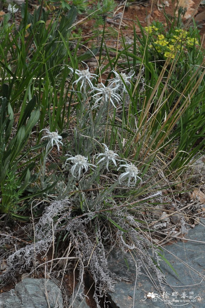 坚秆火绒草Leontopodium franchetii 坚秆火绒草Leontopodium franchetii