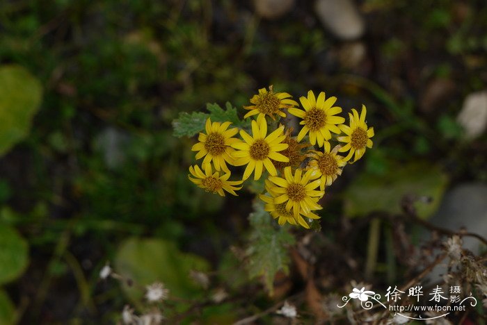 菊状千里光Senecio laetus 菊状千里光Senecio laetus