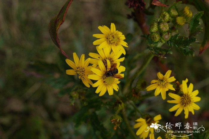 菊状千里光Senecio laetus 菊状千里光Senecio laetus