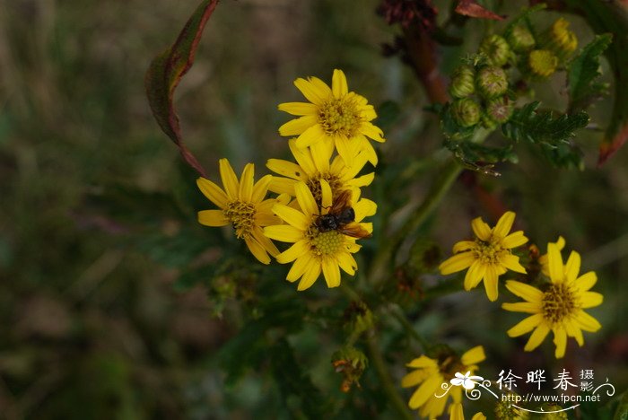 菊状千里光Senecio laetus