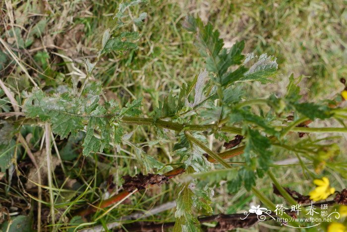 菊状千里光Senecio laetus