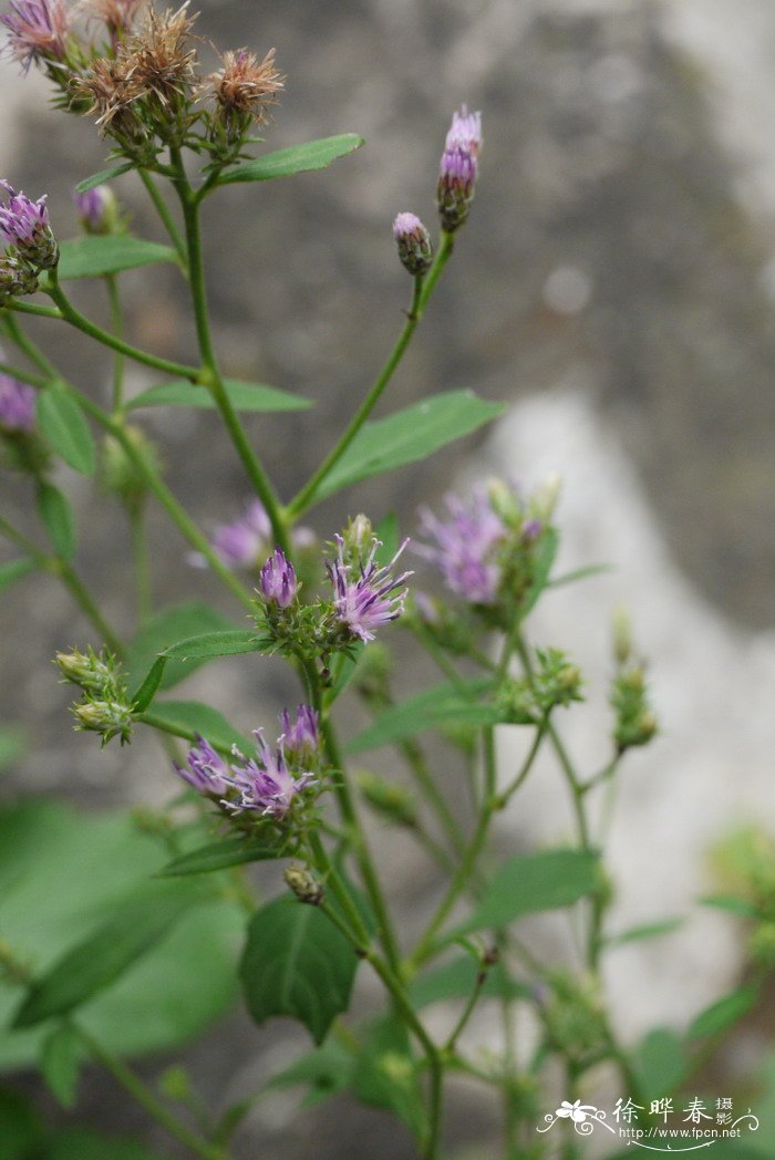 篦苞风毛菊Saussurea pectinata