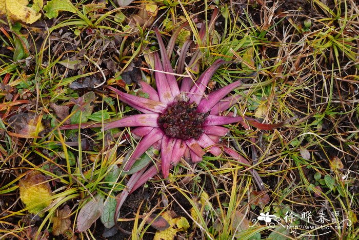 星状雪兔子Saussurea stella 星状雪兔子Saussurea stella