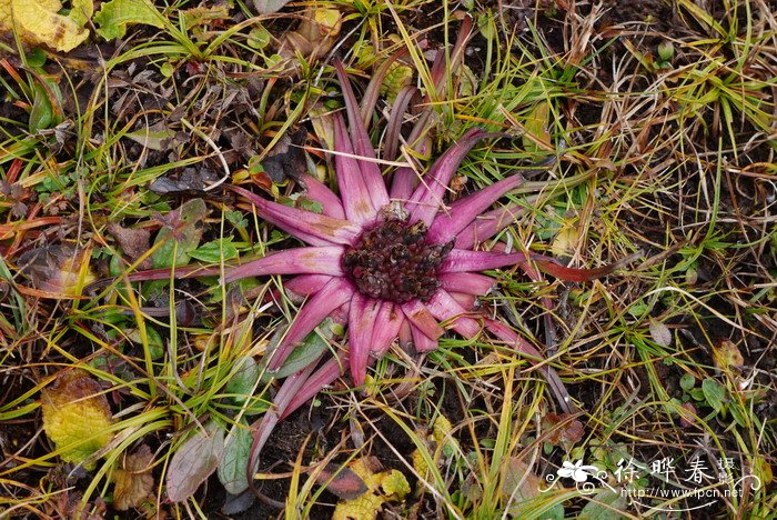 星状雪兔子Saussurea stella