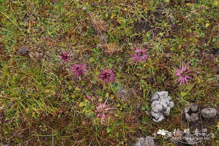 星状雪兔子Saussurea stella 星状雪兔子Saussurea stella