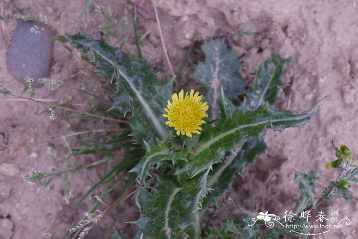 花叶滇苦菜Sonchus asper 花叶滇苦菜Sonchus asper