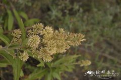 红缨合耳菊Synotis erythropappa
