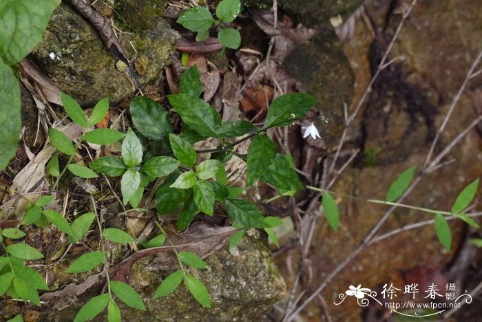 钟花草Codonacanthus pauciflorus