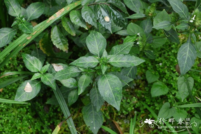 鳞花草Lepidagathis incurva 鳞花草Lepidagathis incurva