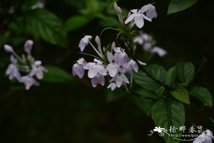 云南山壳骨Pseuderanthemum crenulatum 云南山壳骨Pseuderanthemum crenulatum
