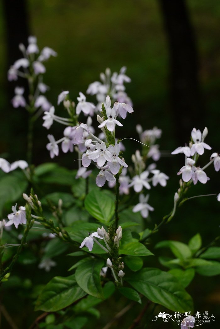 云南山壳骨Pseuderanthemum crenulatum 云南山壳骨Pseuderanthemum crenulatum