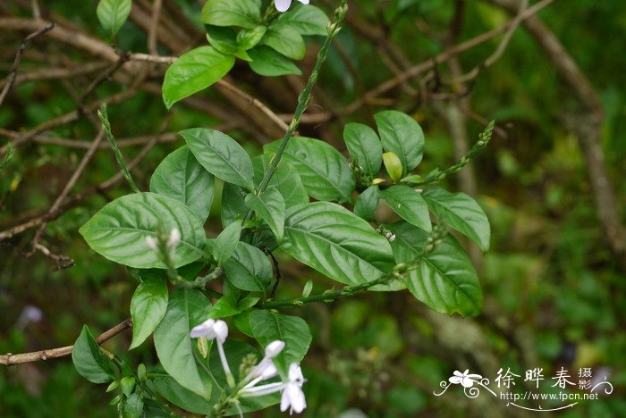 云南山壳骨Pseuderanthemum crenulatum 云南山壳骨Pseuderanthemum crenulatum