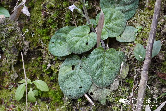 弯花叉柱花Staurogyne chapaensis 弯花叉柱花Staurogyne chapaensis