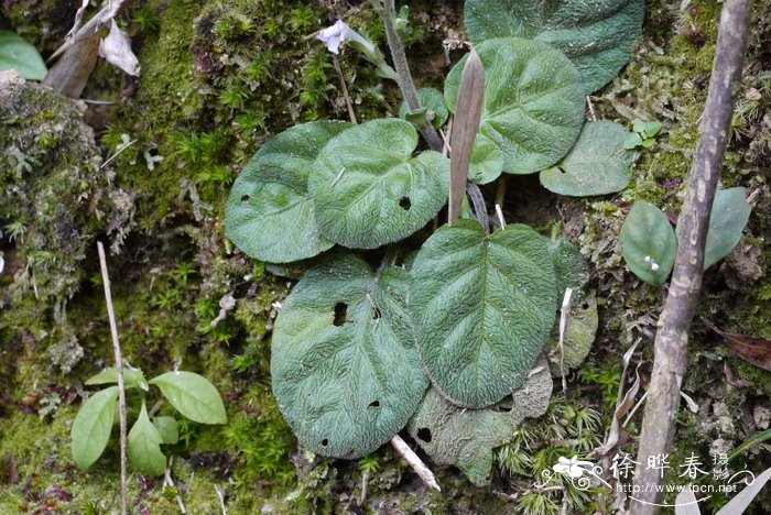 弯花叉柱花Staurogyne chapaensis