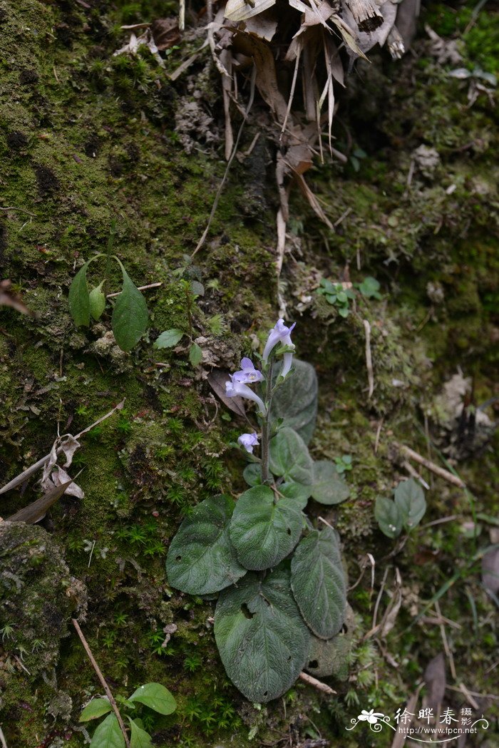 弯花叉柱花Staurogyne chapaensis 弯花叉柱花Staurogyne chapaensis