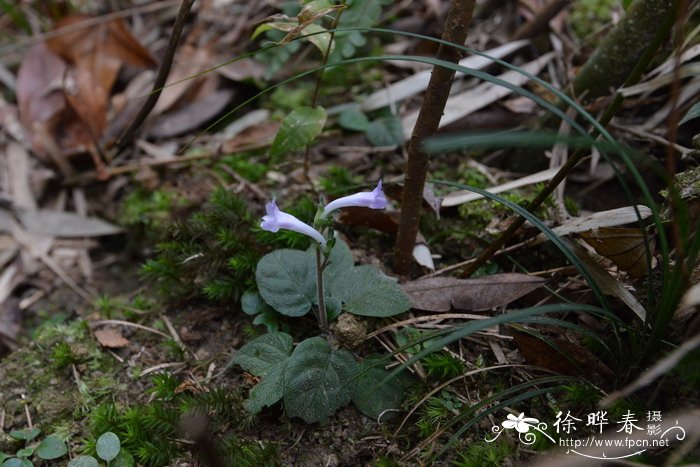 弯花叉柱花Staurogyne chapaensis 弯花叉柱花Staurogyne chapaensis