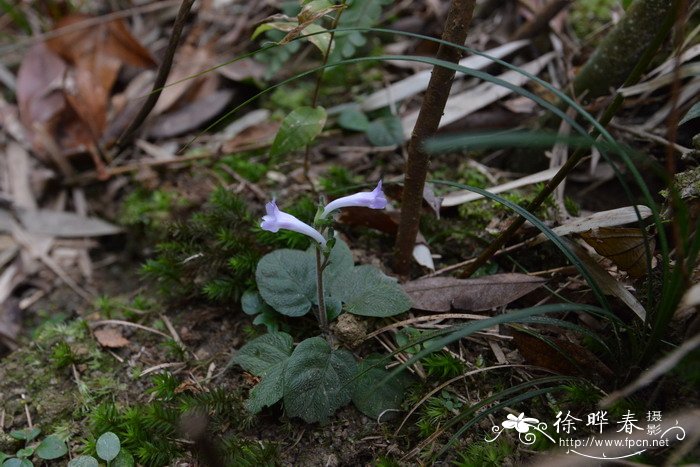 弯花叉柱花Staurogyne chapaensis