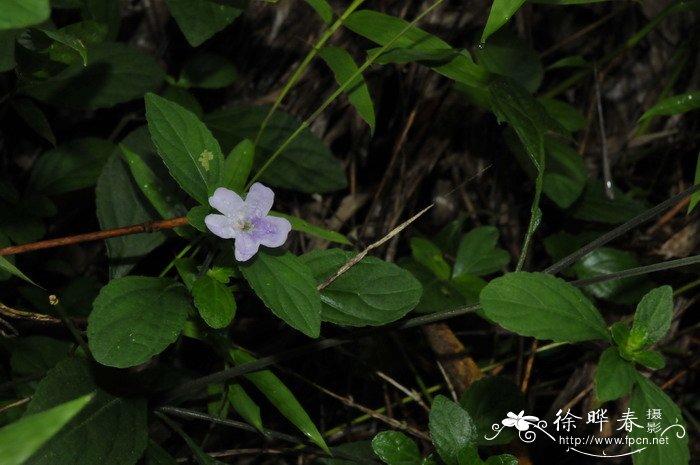 四子马蓝Strobilanthes tetrasperma