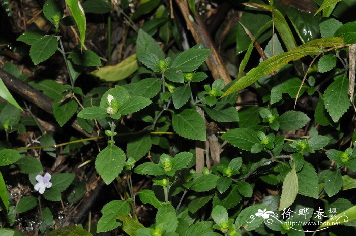 四子马蓝Strobilanthes tetrasperma