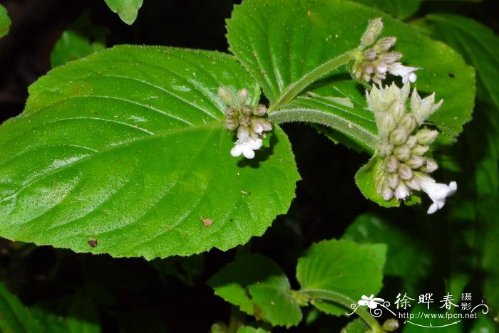 盾座苣苔Epithema carnosum 盾座苣苔Epithema carnosum