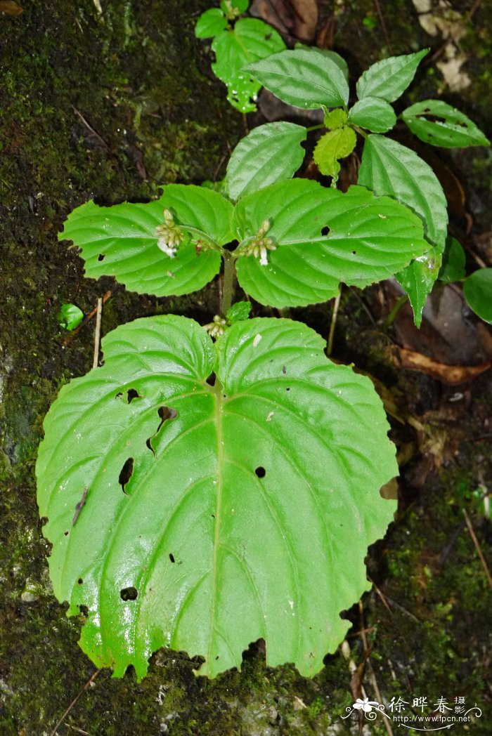 盾座苣苔Epithema carnosum 盾座苣苔Epithema carnosum