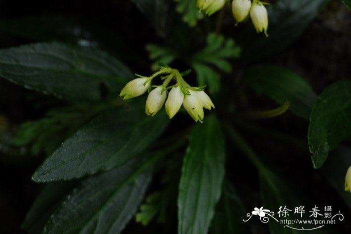 石山苣苔Petrocodon dealbatus 石山苣苔Petrocodon dealbatus