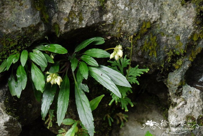 石山苣苔Petrocodon dealbatus