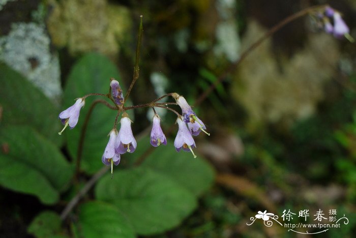石上莲Oreocharis benthamii var. reticulata 石上莲Oreocharis benthamii var. reticulata
