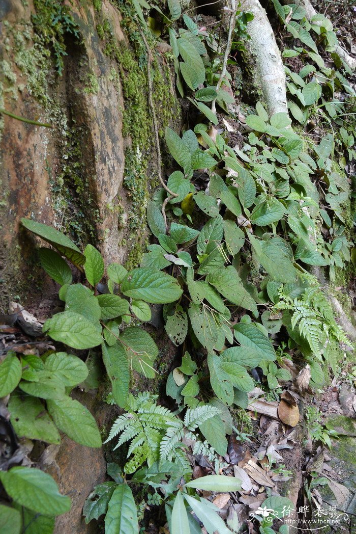 石上莲Oreocharis benthamii var. reticulata 石上莲Oreocharis benthamii var. reticulata