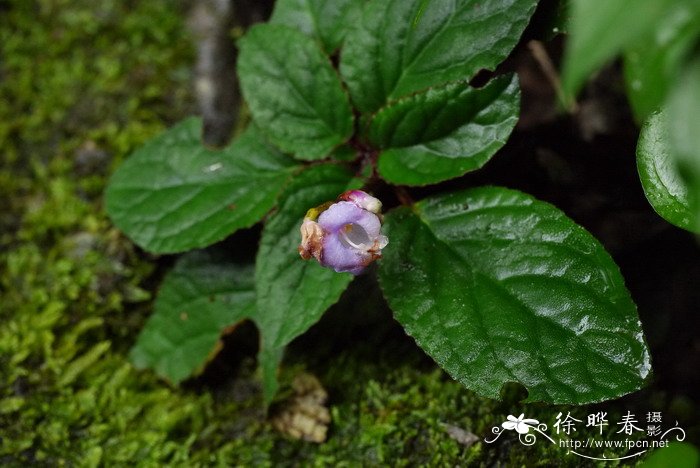 锈色蛛毛苣苔Paraboea rufescens 锈色蛛毛苣苔Paraboea rufescens