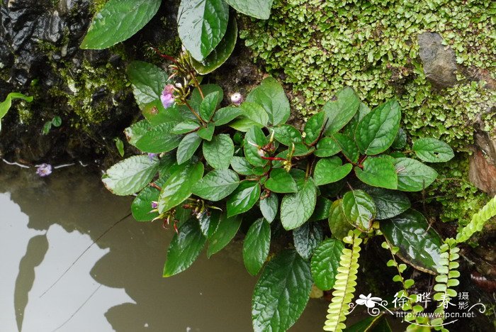 锈色蛛毛苣苔Paraboea rufescens 锈色蛛毛苣苔Paraboea rufescens