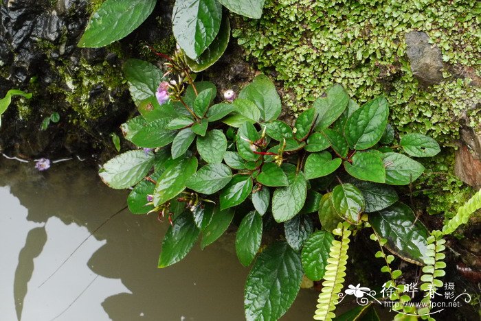 锈色蛛毛苣苔Paraboea rufescens