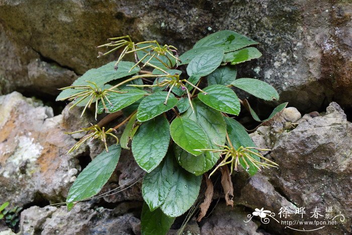 锈色蛛毛苣苔Paraboea rufescens