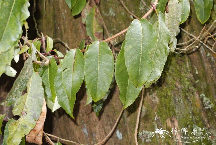 昆栏树Trochodendron aralioides 昆栏树Trochodendron aralioides